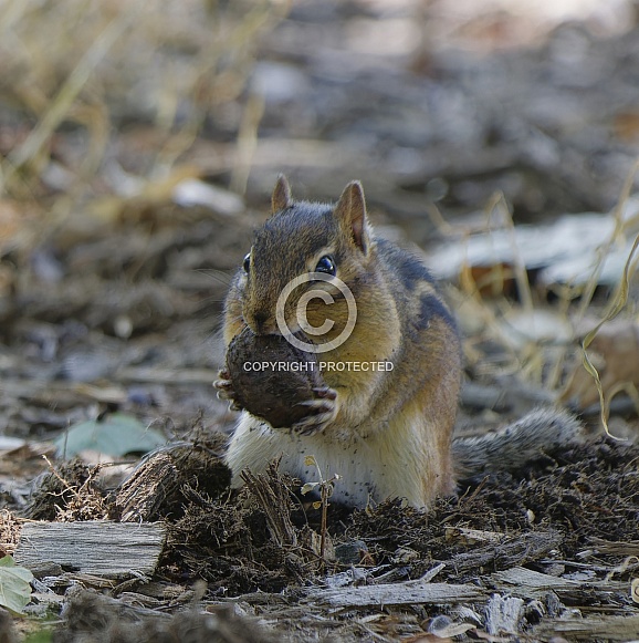 Chipmunk