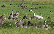 Trumpeter Swan Having A Dispute With A Sandhill Crane