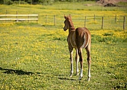 Chestnut Foal