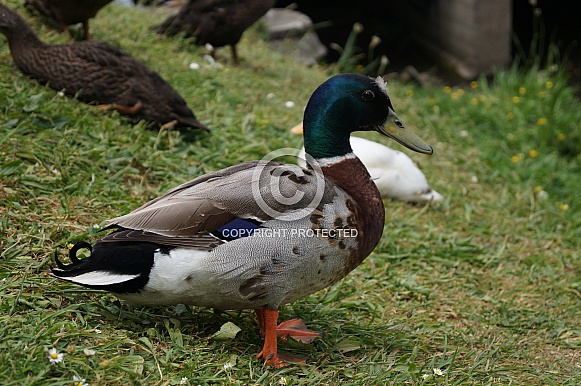 Mallard Duck