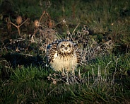 Short-Eared Owl