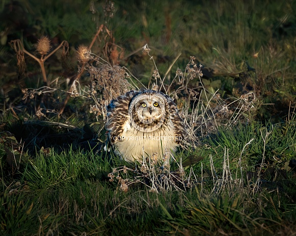Short-Eared Owl