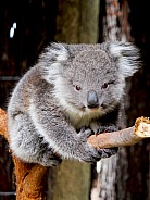 Koala Joey on Branch