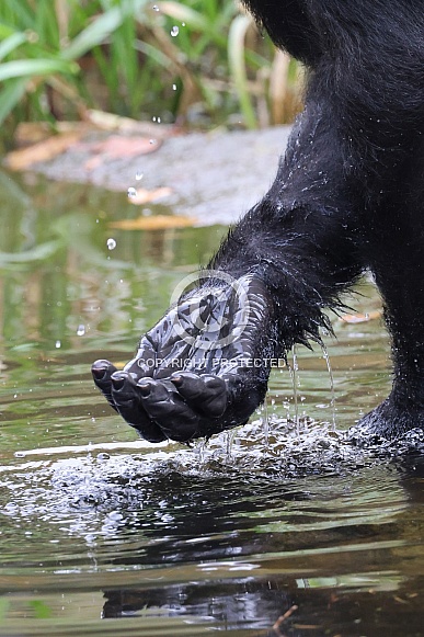 Western Lowland Gorilla (Gorilla Gorilla Gorilla)