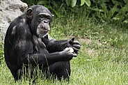 Chimpanzee Full Body Sitting