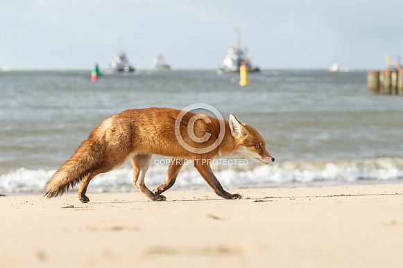 Red fox and cubs Red fox and cubs
