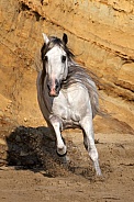 Andalusian Horse--Kicking Up Sand