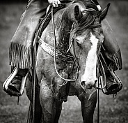Horse In Black and White