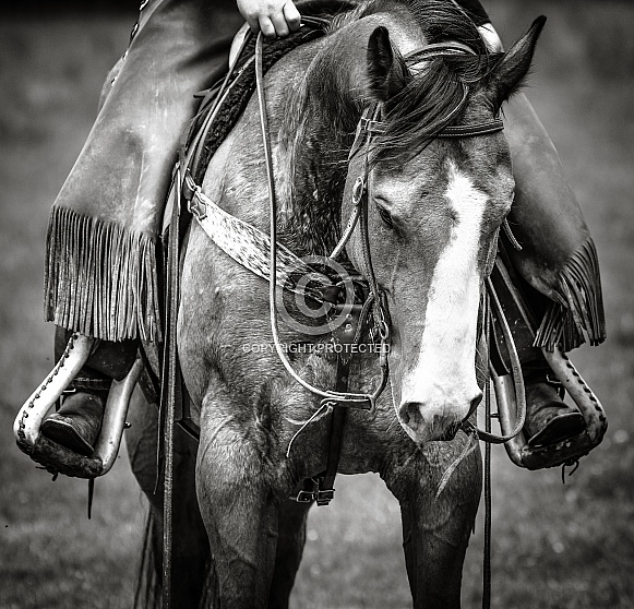 Horse In Black and White
