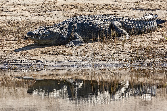 Nile Crocodile - Chobe River - Botswana