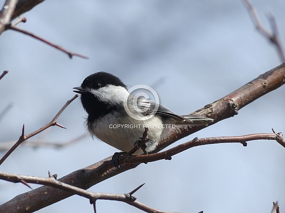 Chirpy Chickadee Chirpy Chickadee