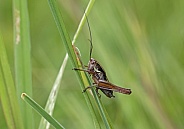 Roesel's Bush Cricket