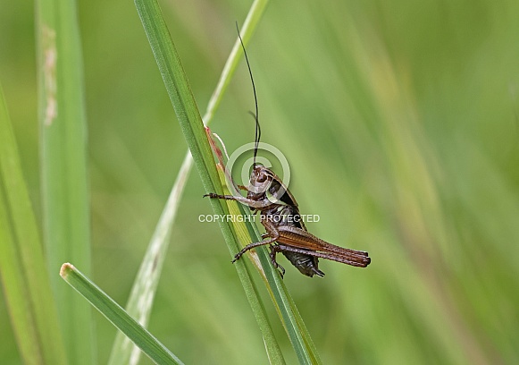 Roesel's Bush Cricket