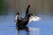 Swan--Black Swan