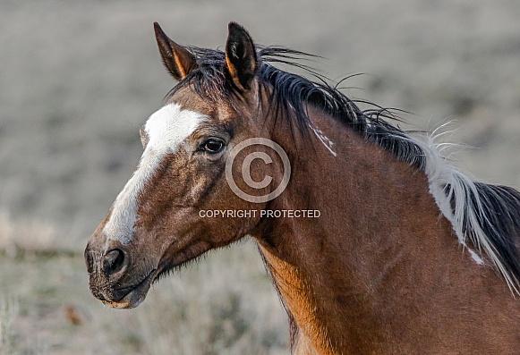 Wild Horse
