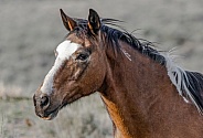 Wild Horse