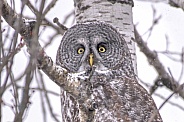 Great Grey Owl (Strix nebulosa)