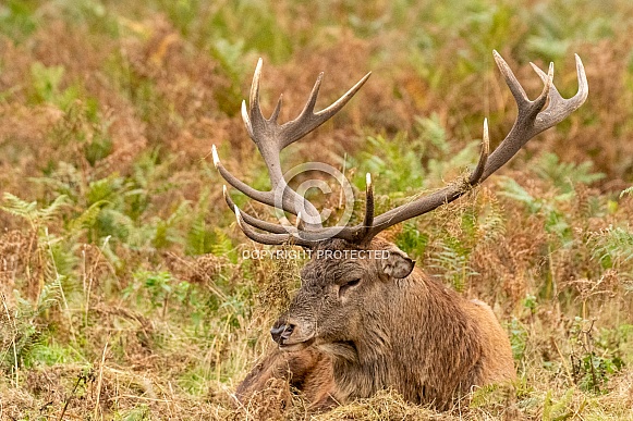 red deer