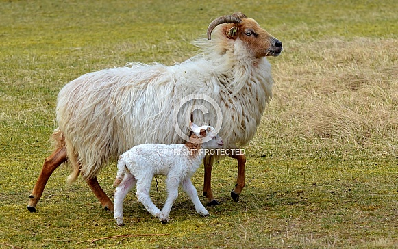 Drenthe Heath sheep Drenthe Heath sheep