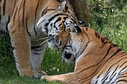 Siberian Tigers(Panthera Tigris Altaica)