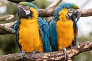 Two Blue and Gold Macaws Close Up