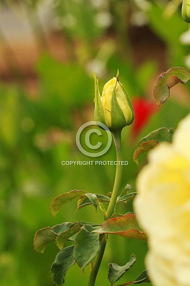 Yellow Rose Bud Yellow Rose Bud