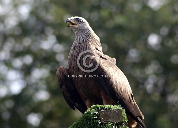 Black Kite