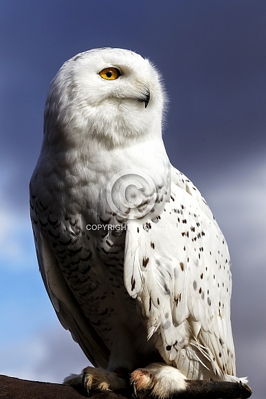 Snowy Owl--Majestic Owl