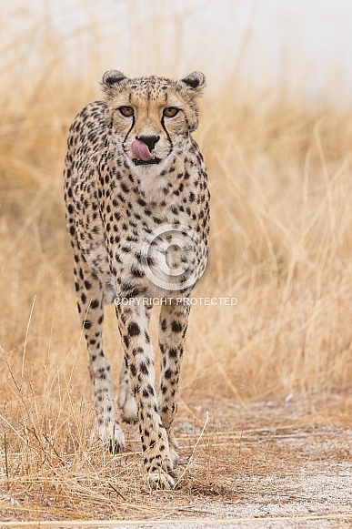 Cheetah Cheetah
