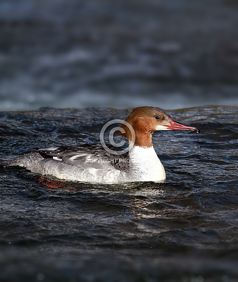 Goosander female