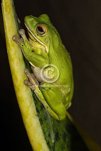 White Lipped Green Tree Frog