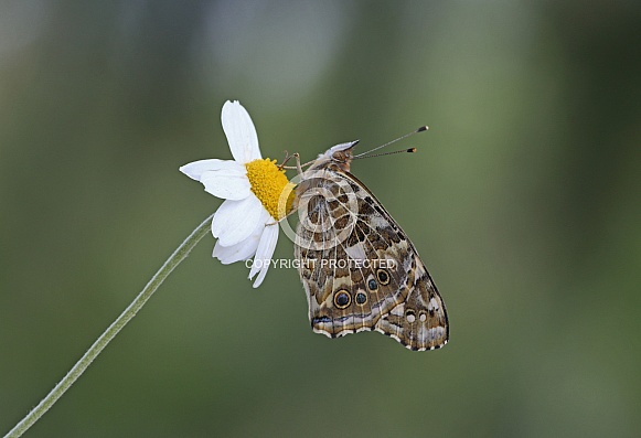 Painted Lady Painted Lady