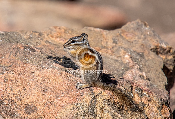Least Chipmunk