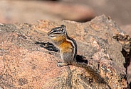 Least Chipmunk