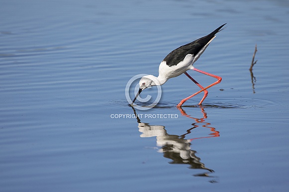 Stilt