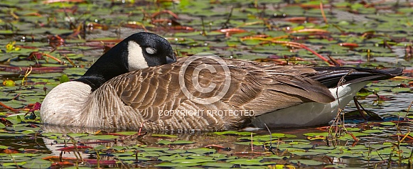 Canada Goose, Branta canadensis with head tucked, eyes closed, sleeping