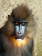 Mandrill