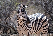 Profile of a standing zebra
