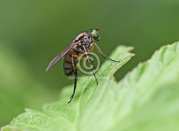 Long legged Fly