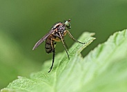 Long legged Fly