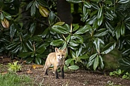 Red Fox Kit