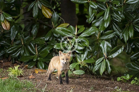 Red Fox Kit