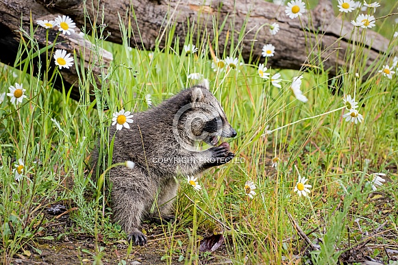 Raccoon Baby - 2 Months Old