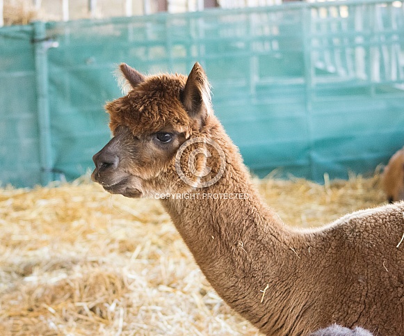 Huacaya Alpaca