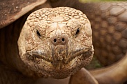Tortoise Face