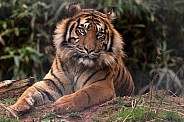 Sumatran Tiger Lying Down