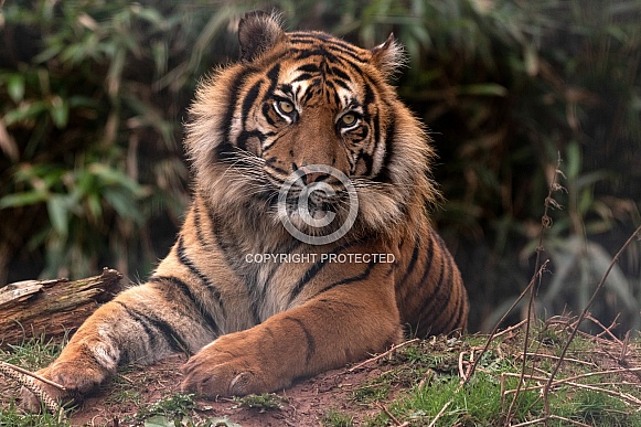 Sumatran Tiger Lying Down