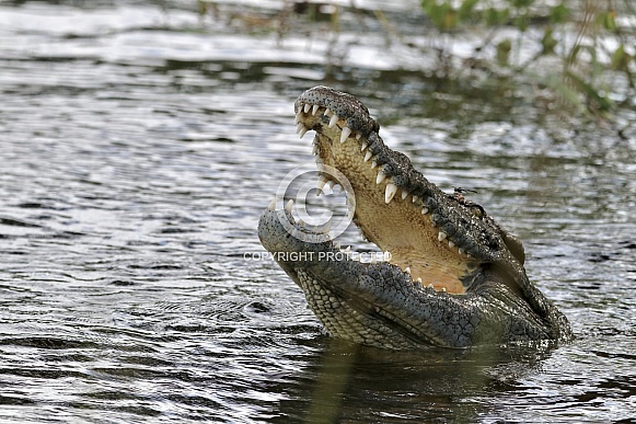 Crocodile Crocodile