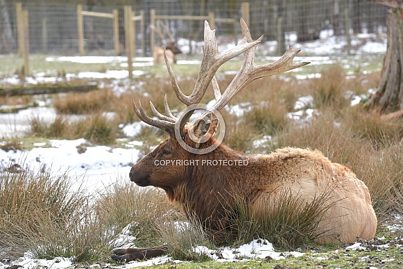 Roosevelt Elk