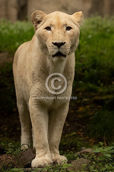 African White Lion African White Lion